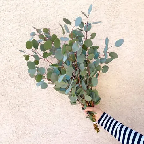 Silver dollar eucalyptus bunches bouquet alternative