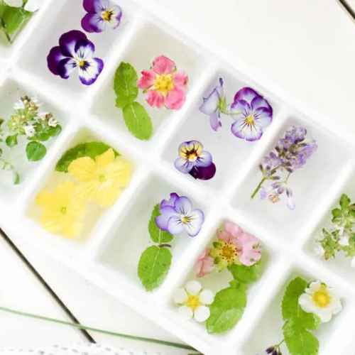 Flower Ice Cubes