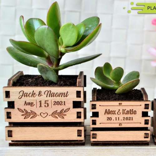 Succulents Crates