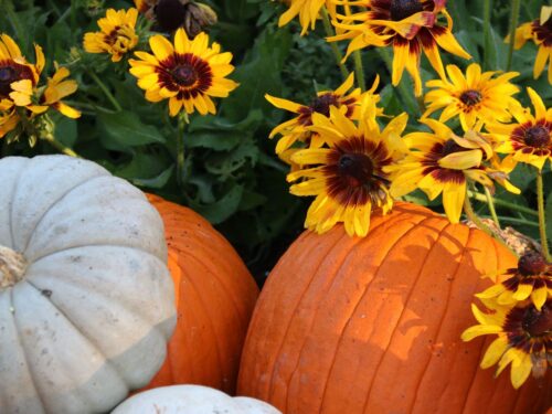 sunflowers and pumpkins